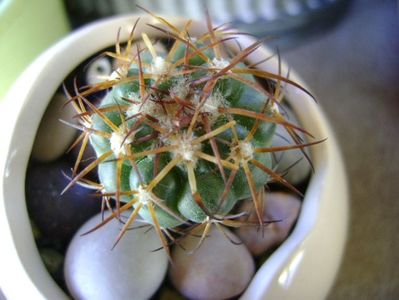 Discocactus pugionacanthus (altoit)