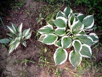 hosta sting si patriot