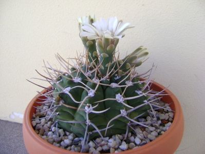 Gymnocalycium intermedium