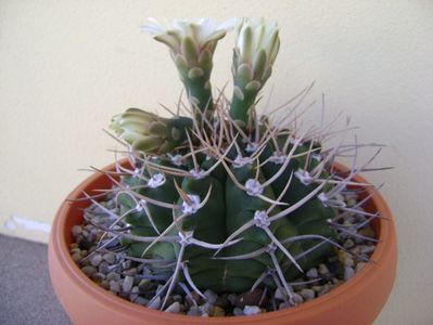 Gymnocalycium intermedium