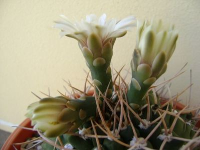 Gymnocalycium intermedium