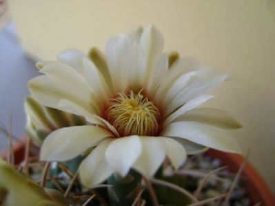 Gymnocalycium intermedium