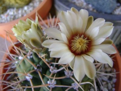 Gymnocalycium intermedium