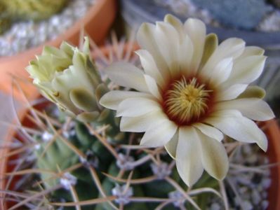 Gymnocalycium intermedium