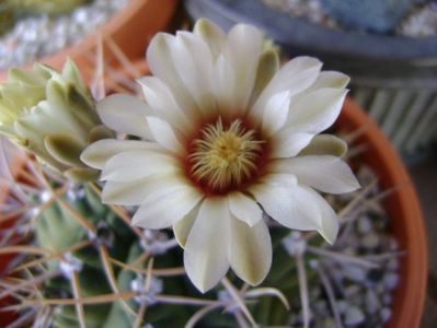 Gymnocalycium intermedium