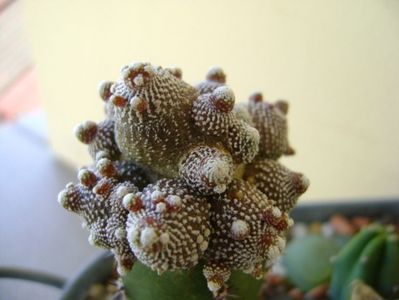 Blossfeldia liliputana