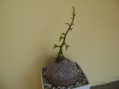 Dioscorea elephantipes