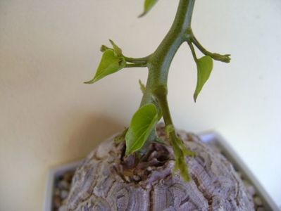 Dioscorea elephantipes