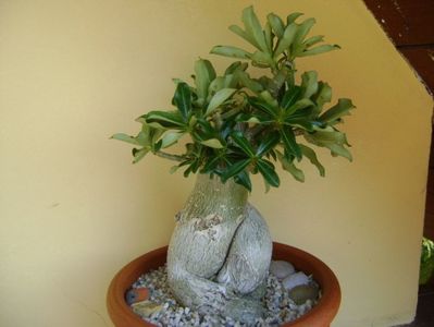 Adenium obesum