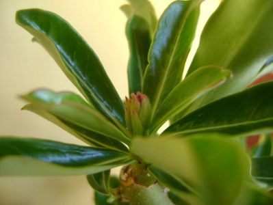 Adenium obesum