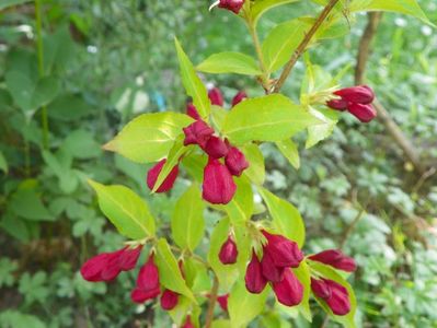 weigela looymansii aurea