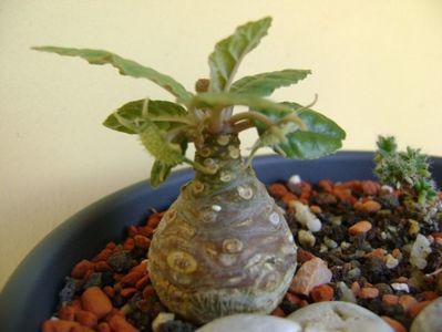 Dorstenia foetida