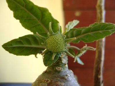 Dorstenia foetida