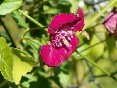 clematis Avantgarde