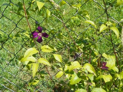 clematis Mikelite