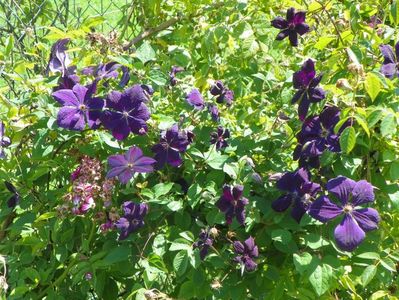 clematis Negritjanka