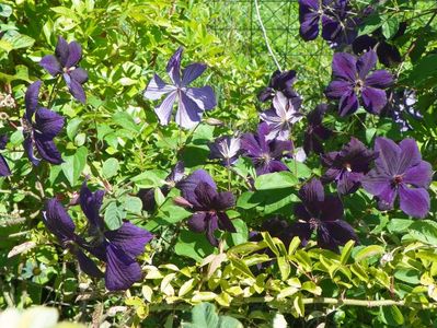 clematis Negritjanka