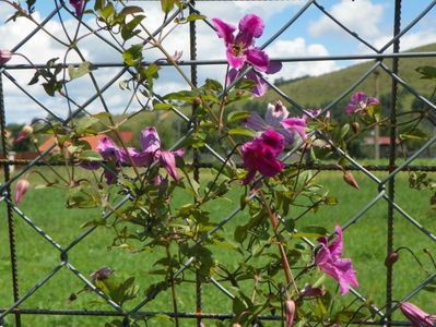 clematis Krakowiak