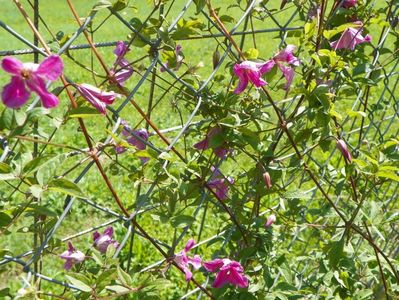 clematis Krakowiak