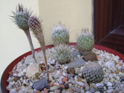 Grup de 6 Turbinicarpus; Turbini. valdezianus v. albiflorus 
Turbini. subterraneus, 2 ex.
Turbini. subterraneus v. zaragosae, 2 ex.
Gymnocactus beguinii
