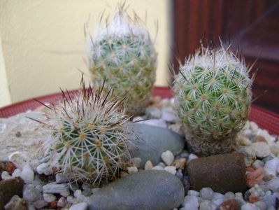 Grup de 6 Turbinicarpus; Turbini. valdezianus v. albiflorus 
Turbini. subterraneus (2 ex.)
Turbini. subterraneus v. zaragosae (2 ex.)
Gymnocactus beguinii
