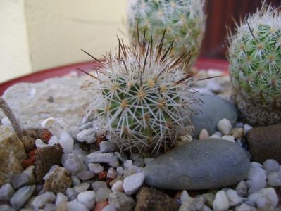 Gymnocactus beguinii