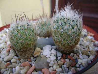 Turbinicarpus subterraneus v. zaragosae, 2 ex.