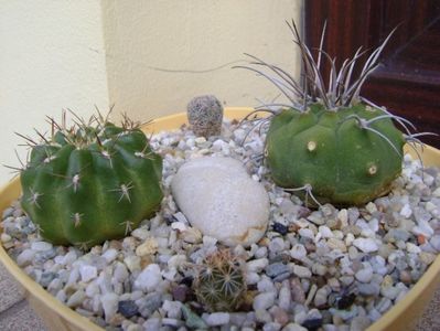 Grup de 4 cactusi; Matucana polzii
Matucana madisoniorum
Echinomastus durangensis SB46
Echinomastus intertextus El Paso, Tx.
