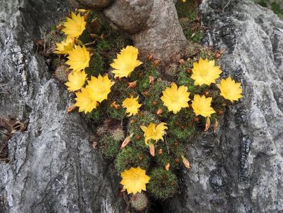 Mammillaria beneckei in natura