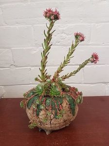 Mark Follon - Sempervivum