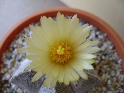 Astrophytum coahuilense