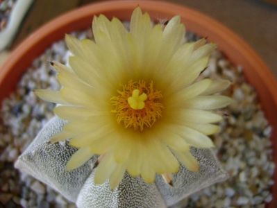 Astrophytum coahuilense