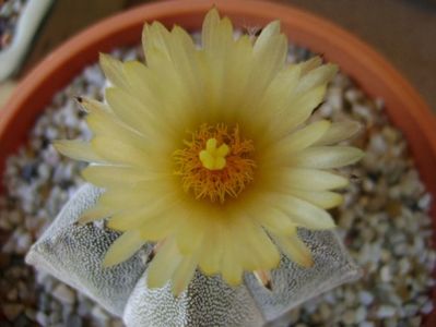 Astrophytum coahuilense