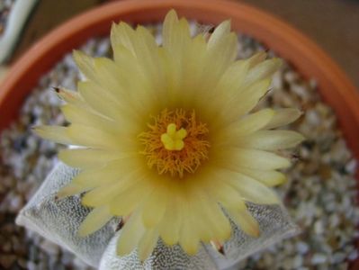 Astrophytum coahuilense