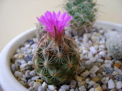 Escobaria hesteri