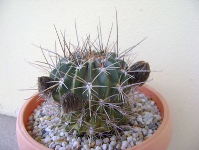 Lobivia jajoiana cv. anemone (Echinopsis marsoneri)