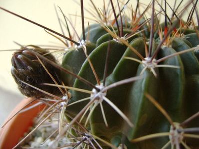 Lobivia jajoiana cv. anemone (Echinopsis marsoneri)