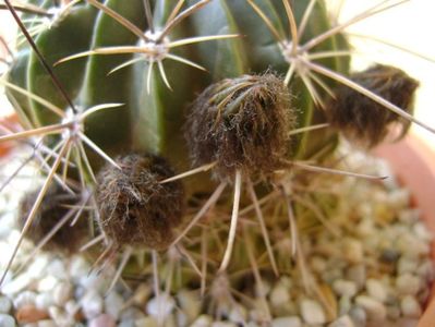 Lobivia jajoiana cv. anemone (Echinopsis marsoneri)