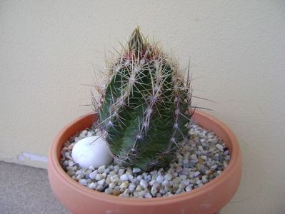 Thelocactus bicolor ssp. pottsii