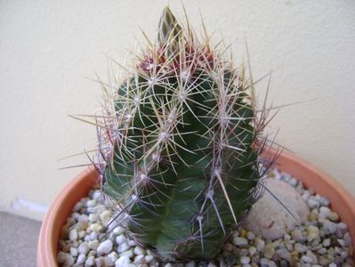 Thelocactus bicolor ssp. pottsii