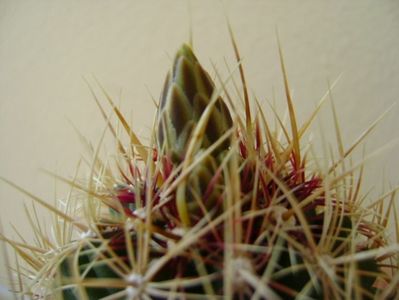 Thelocactus bicolor ssp. pottsii