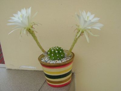 Echinopsis subdenudata