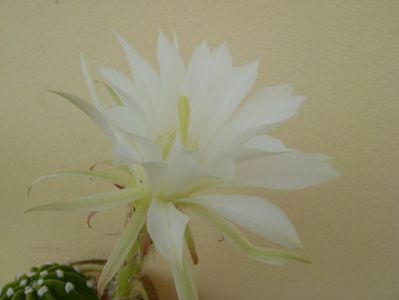 Echinopsis subdenudata