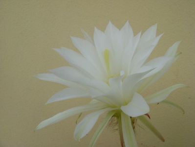 Echinopsis subdenudata