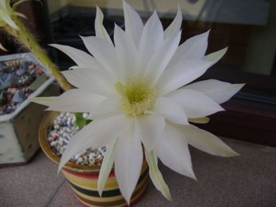 Echinopsis subdenudata