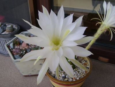 Echinopsis subdenudata