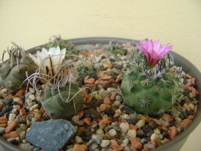 Turbinicarpus viereckii