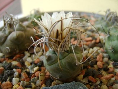 Turbinicarpus macrochele v. kupcakii