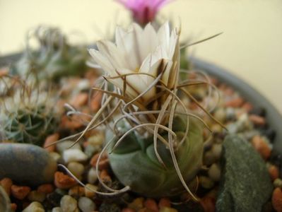 Turbinicarpus macrochele v. kupcakii