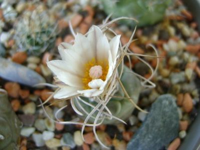 Turbinicarpus macrochele v. kupcakii